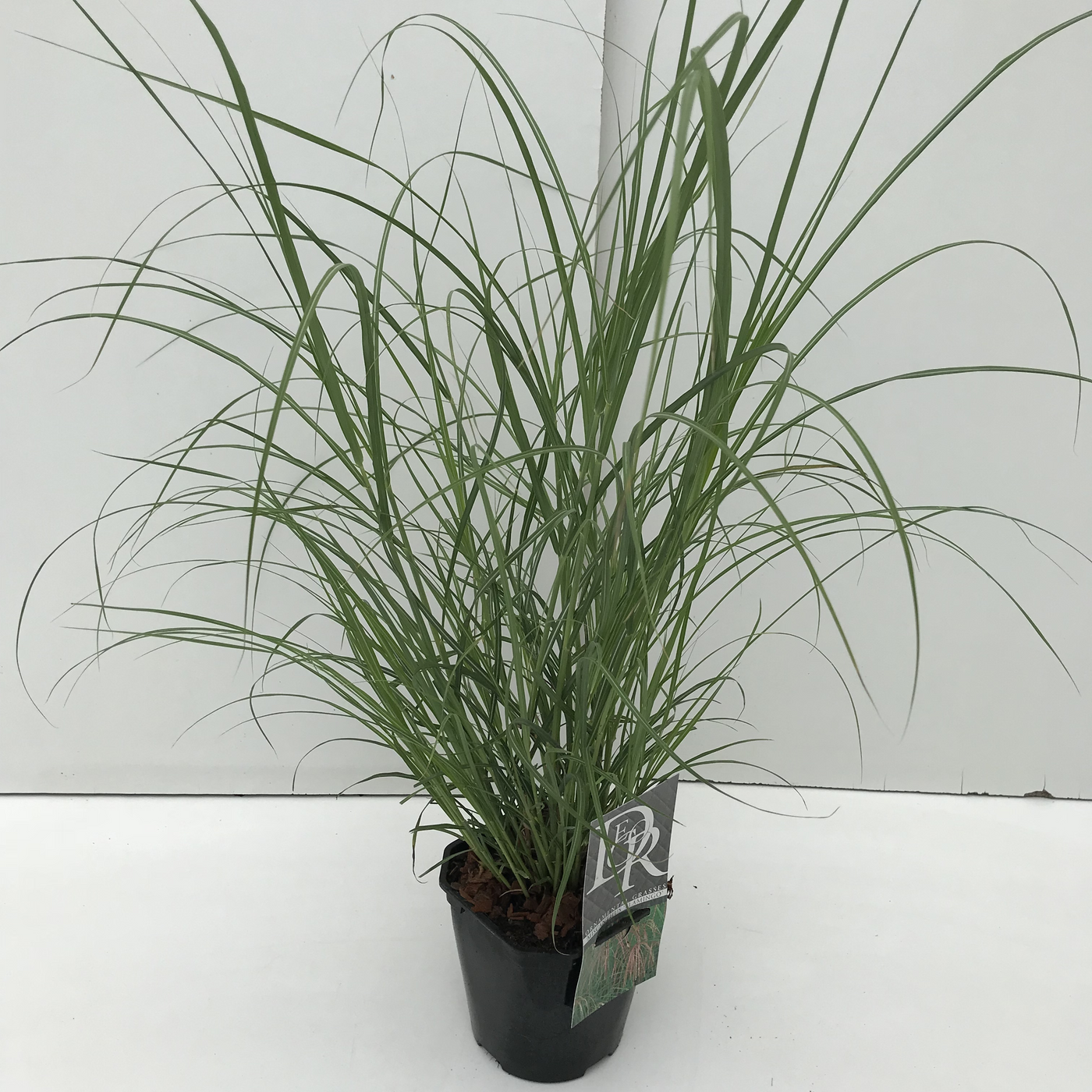 Planta naturala H30cm Miscanthus sinensis 'Flamingo' PS17/ in pamant