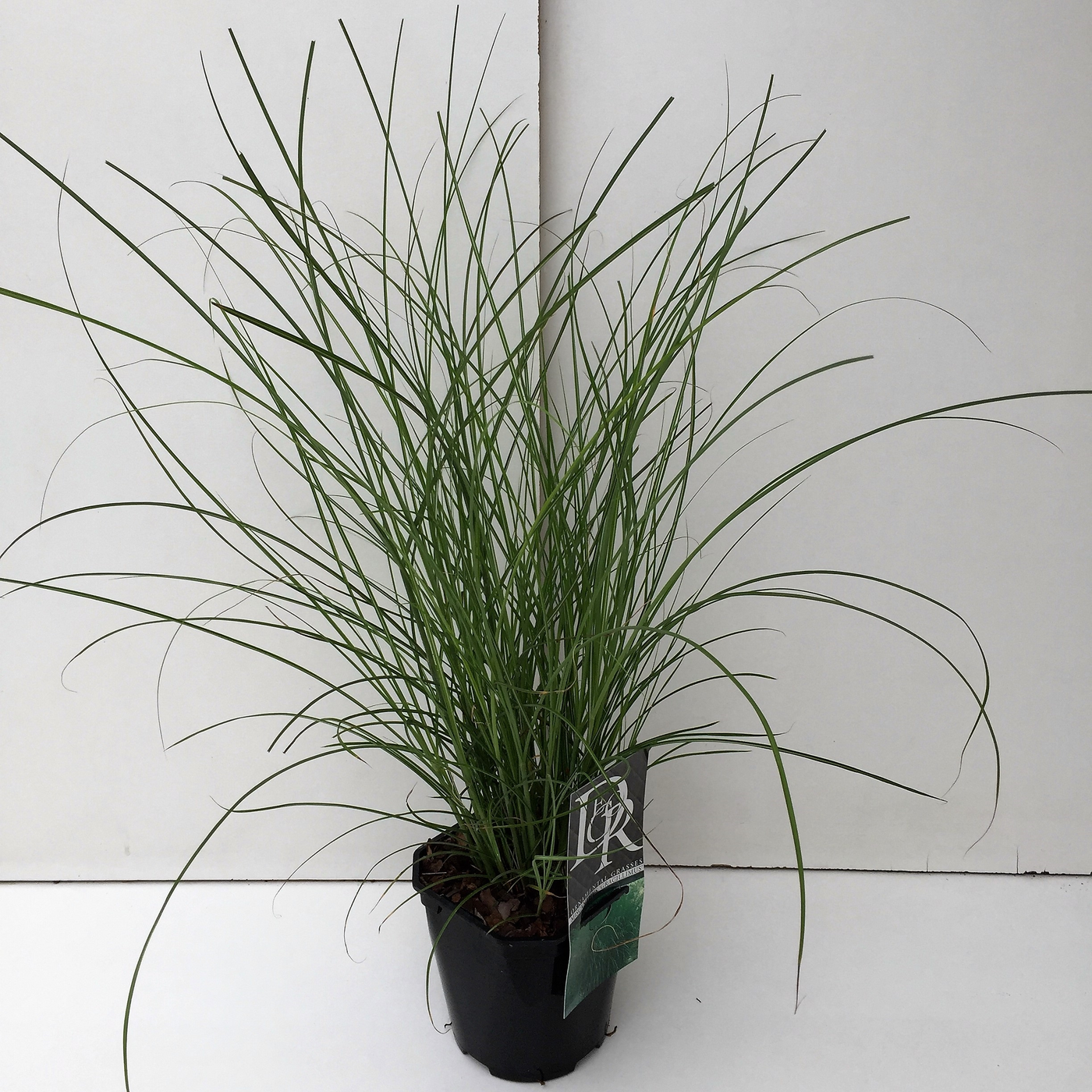 Planta naturala H30cm Miscanthus sinensis 'Gracillimus' PS17/ in pamant