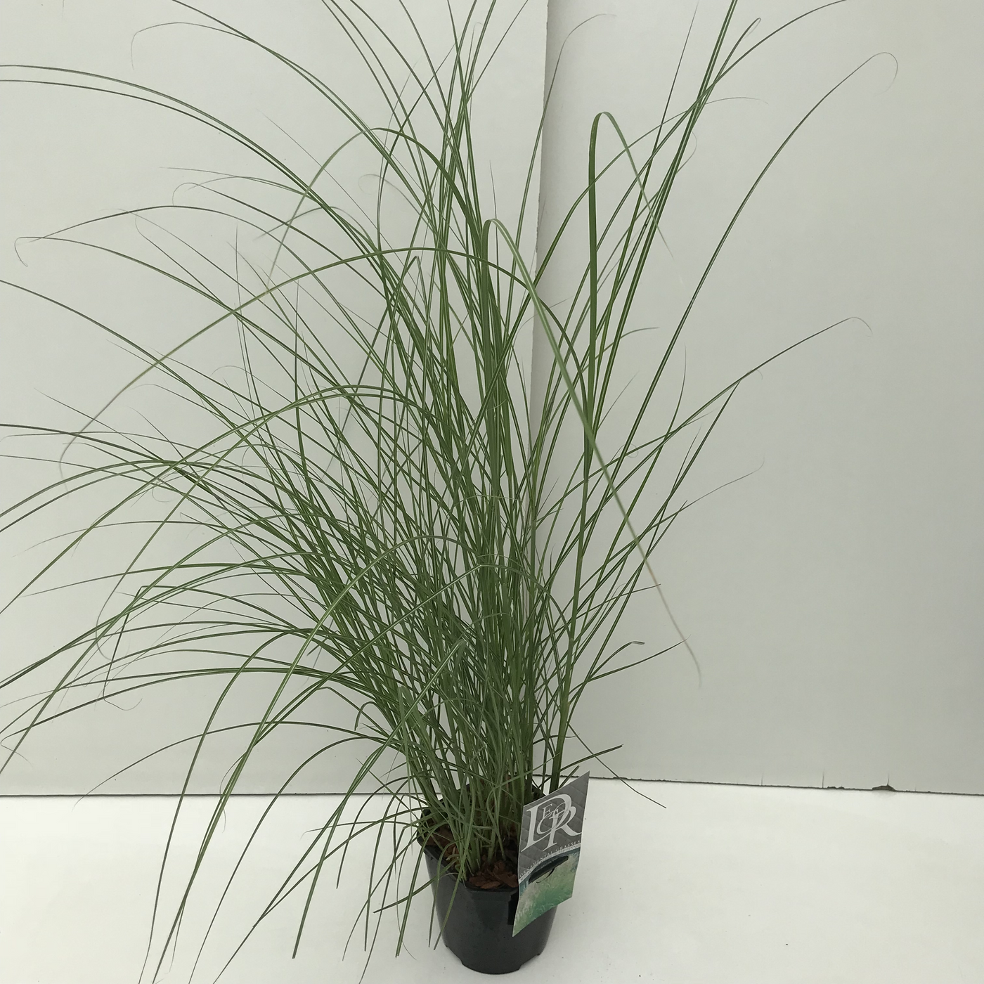 Planta naturala H30cm Miscanthus sinensis 'Kleine Silberspinne' PS17/ in pamant