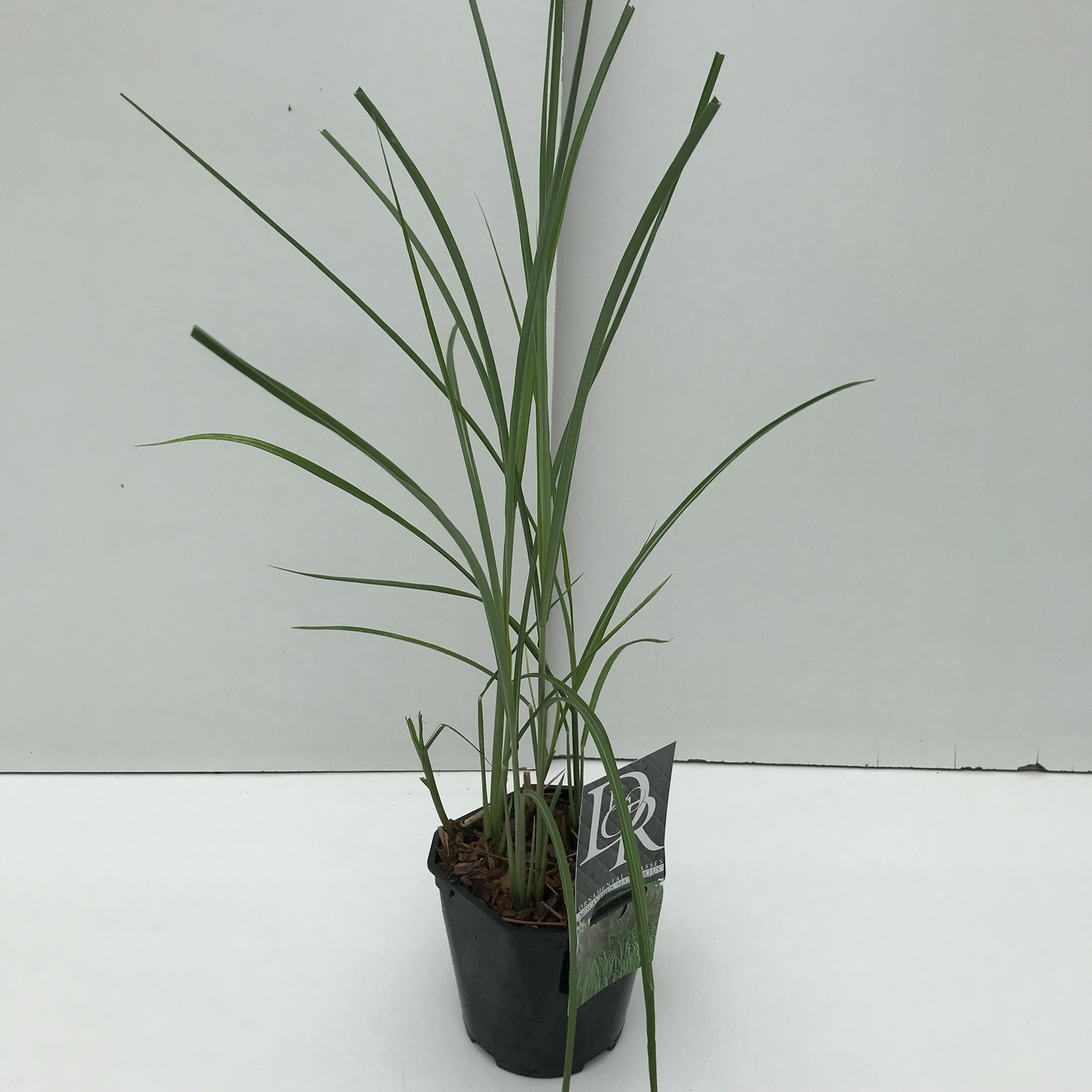 Planta naturala H30cm Miscanthus sinensis 'Malepartus' PS17/ in pamant