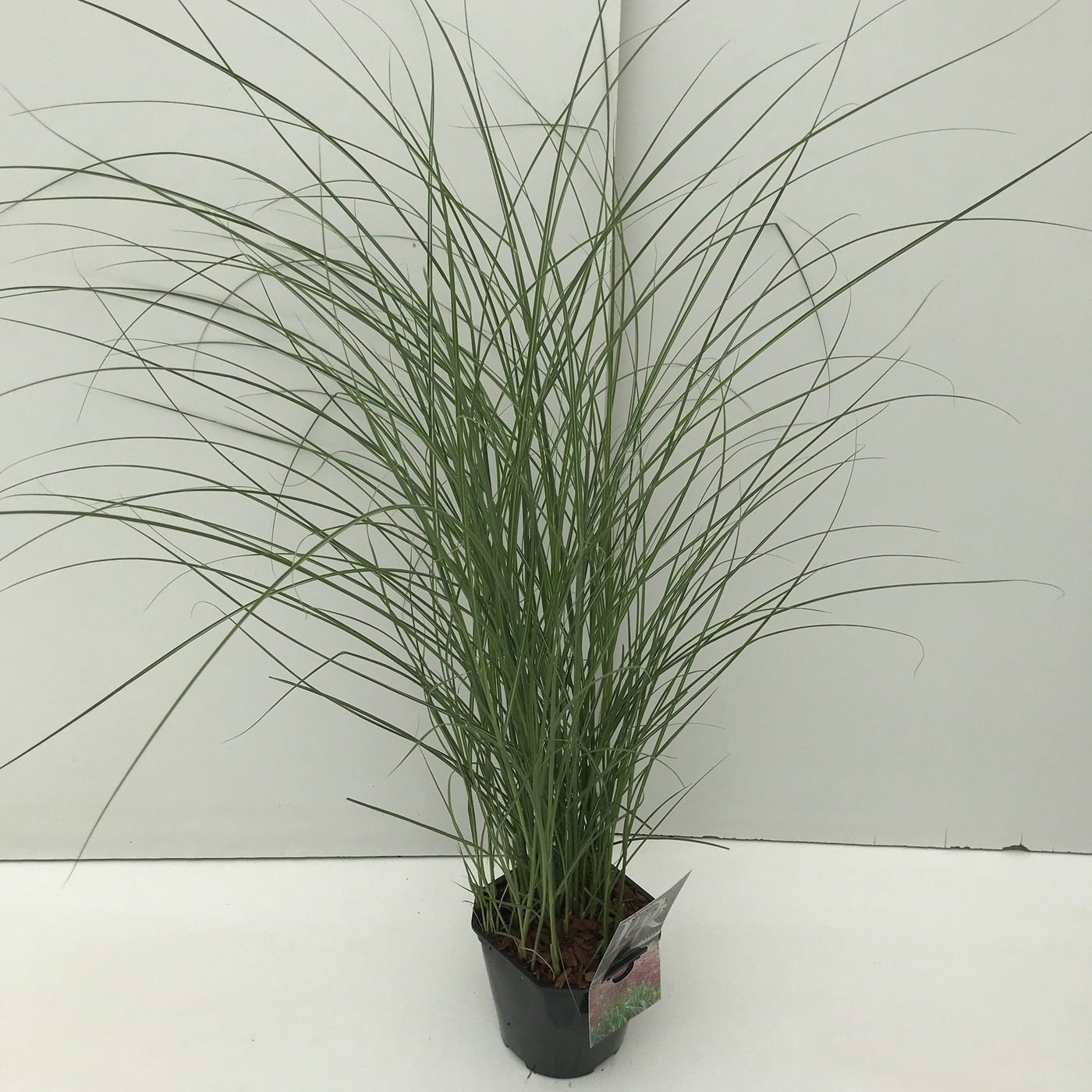 Planta naturala H30cm Miscanthus sinensis 'Red Chief' PS17/ in pamant