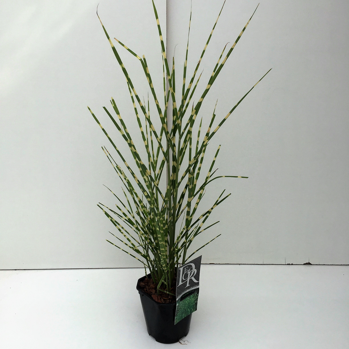 Planta naturala H30cm Miscanthus sinensis 'Strictus' PS17/ in pamant
