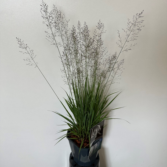 Planta naturala H30cm Molinia caerulea 'Banshee' PS17/ in pamant