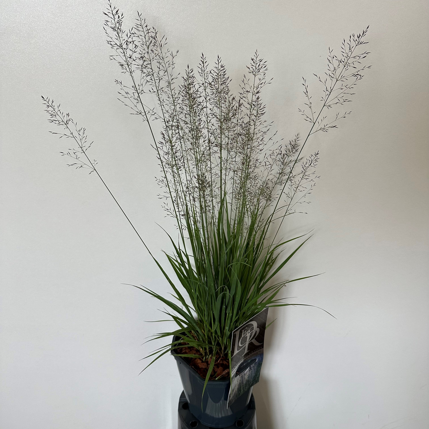 Planta naturala H30cm Molinia caerulea 'Banshee' PS17/ in pamant