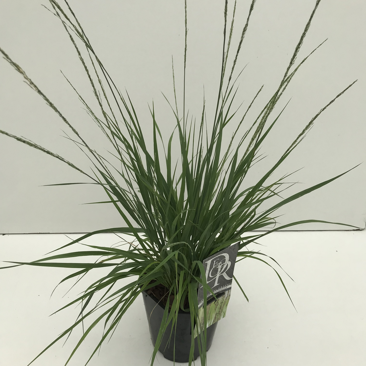 Planta naturala H30cm Molinia caerulea 'Moorhexe' PS17/ in pamant