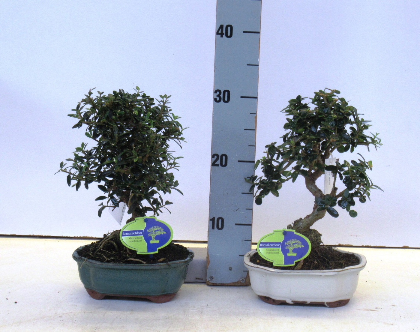 Planta naturala H30cm Olea sylvestris PS16/ in pamant