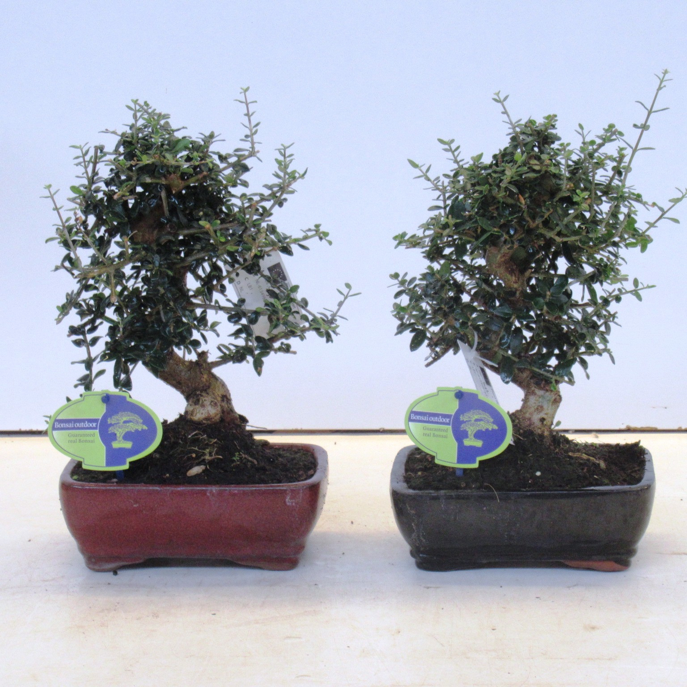 Planta naturala H30cm Olea sylvestris PS18/ in pamant