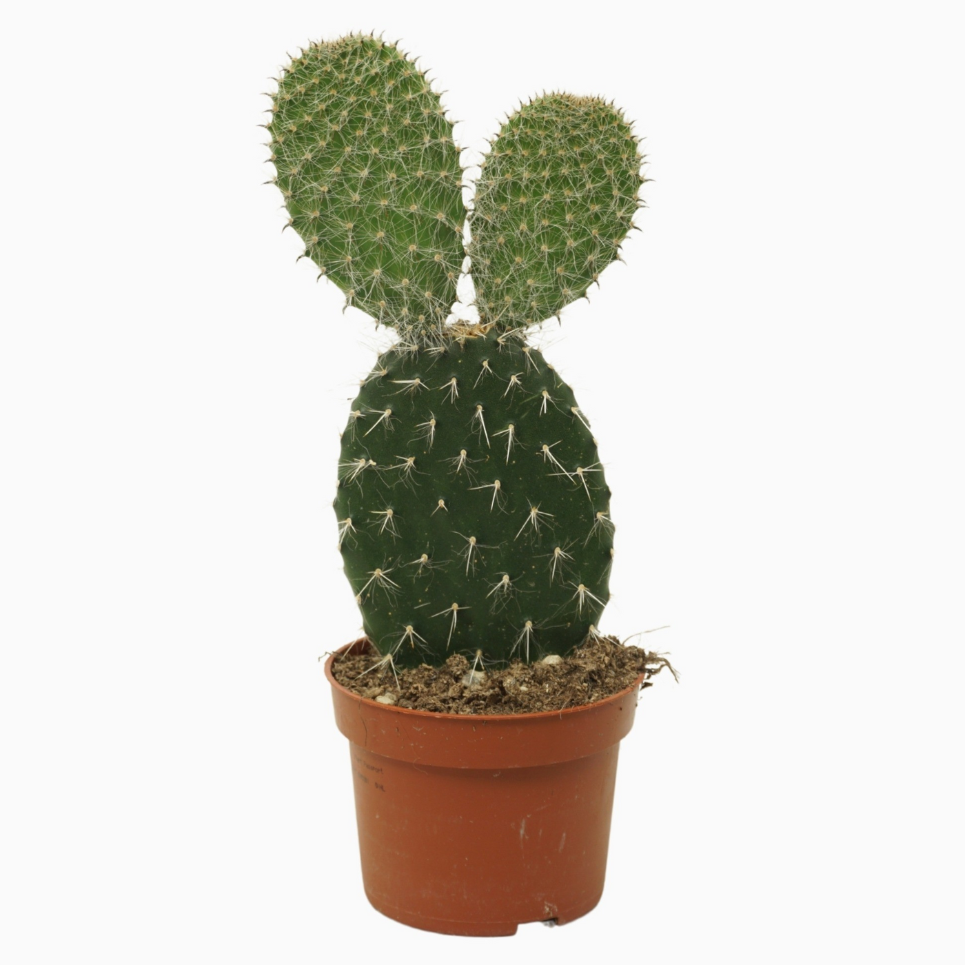 Planta naturala H30cm Opuntia pylana PS10/ in pamant