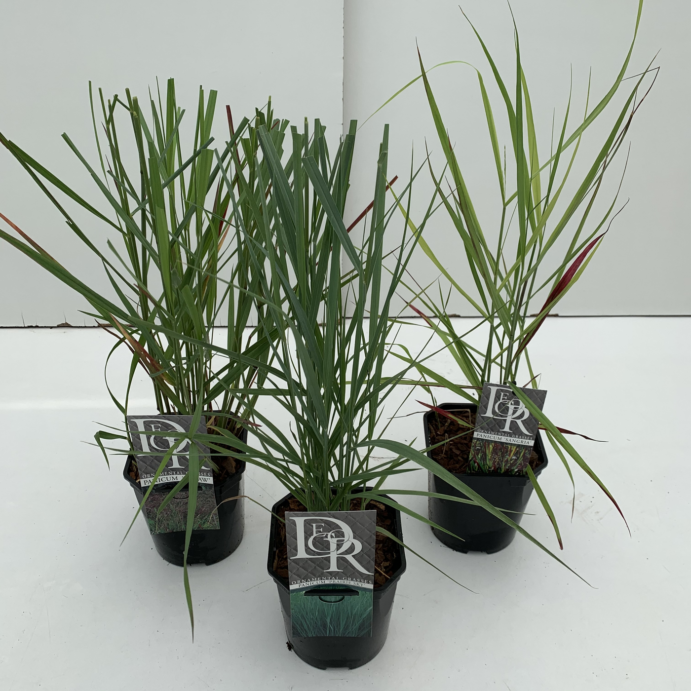 Planta naturala H30cm Panicum virgatum mix PS17/ in pamant
