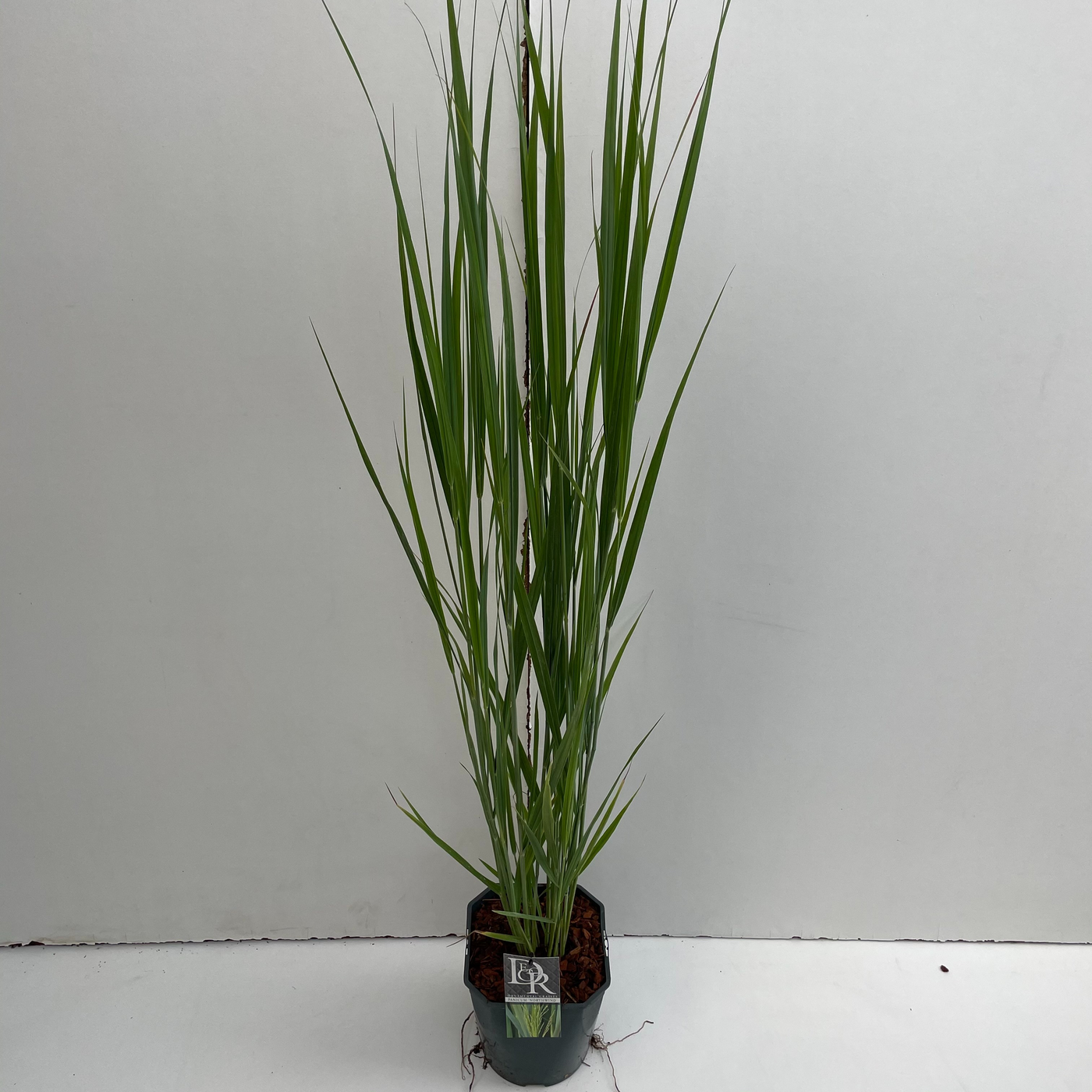 Planta naturala H30cm Panicum virgatum 'Northwind' PS17/ in pamant