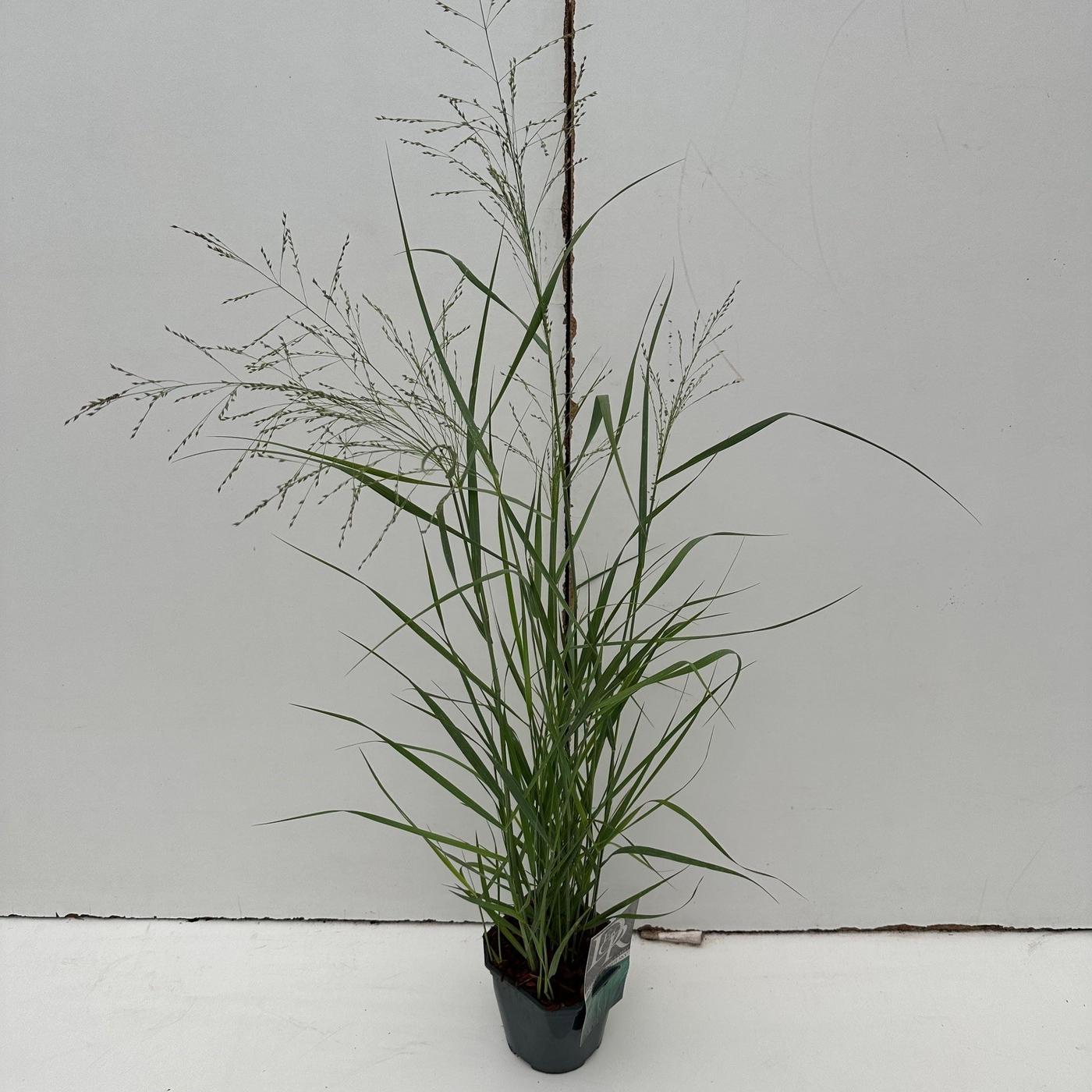 Planta naturala H30cm Panicum virgatum 'Prairy Sky' PS17/ in pamant