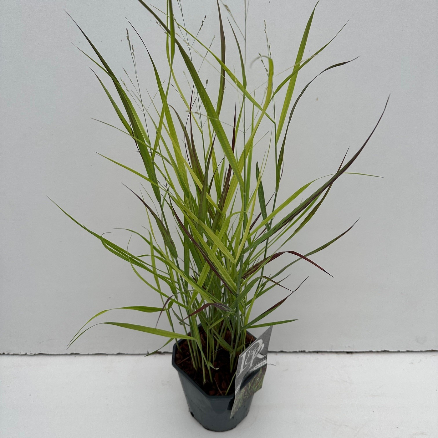 Planta naturala H30cm Panicum virgatum 'Sangria' PS17/ in pamant