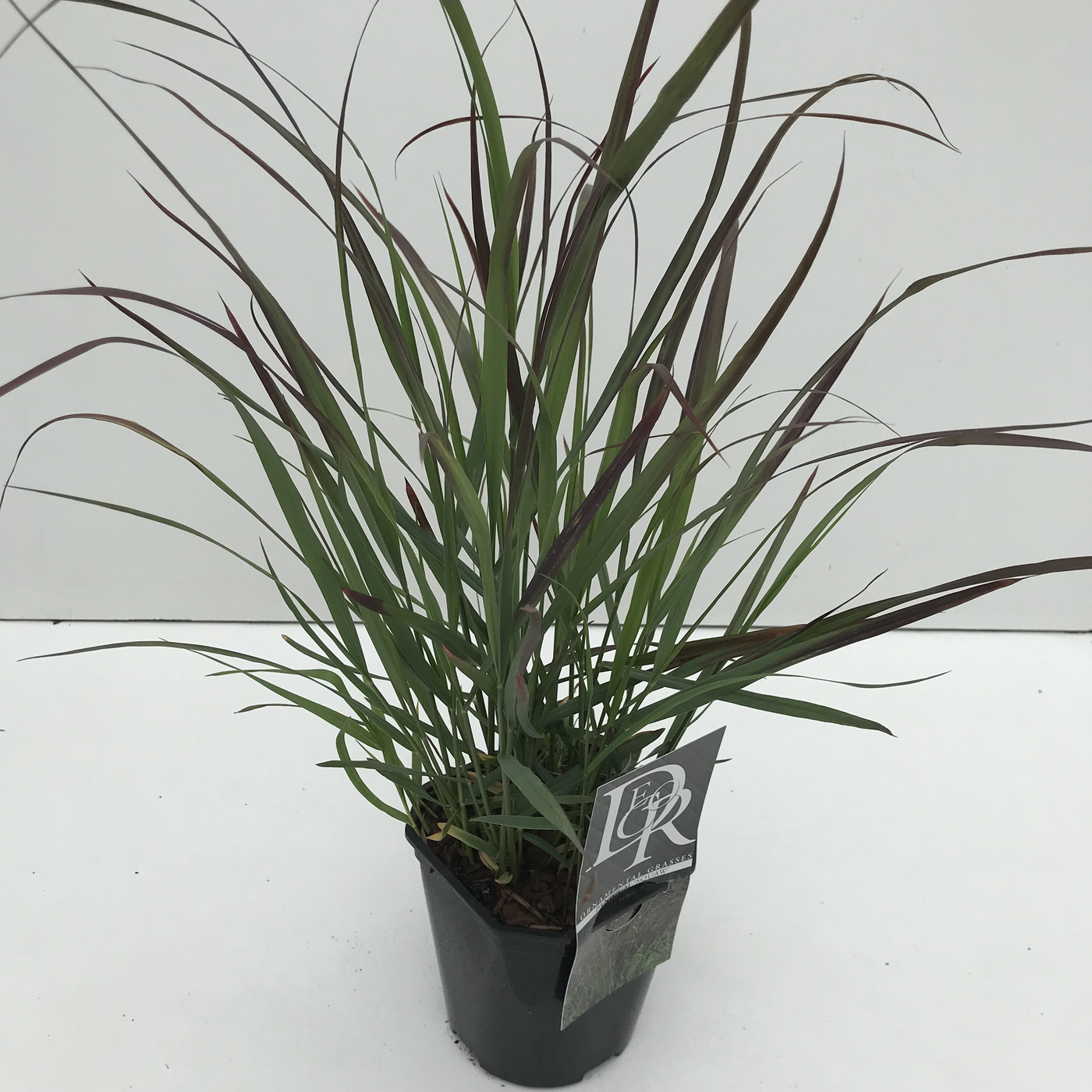 Planta naturala H30cm Panicum virgatum 'Squaw' PS17/ in pamant