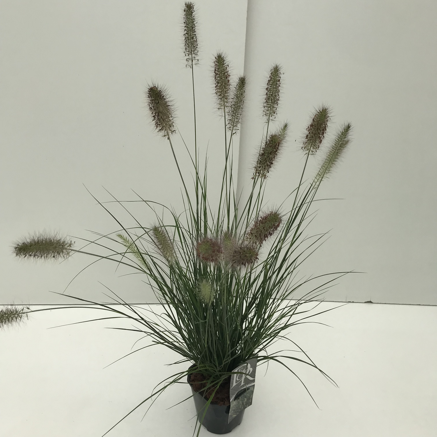 Planta naturala H30cm Pennisetum alopecuroides 'Hameln' PS17/ in pamant