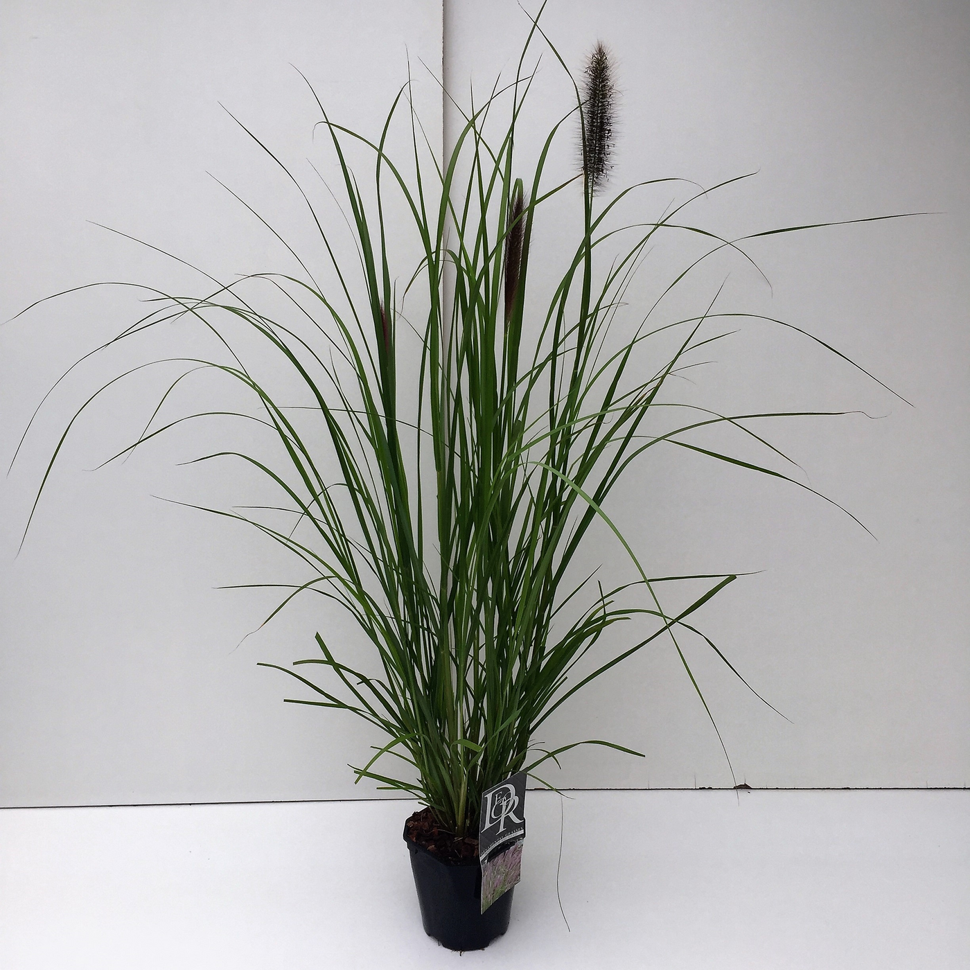 Planta naturala H30cm Pennisetum 'Red Head' PS17/ in pamant