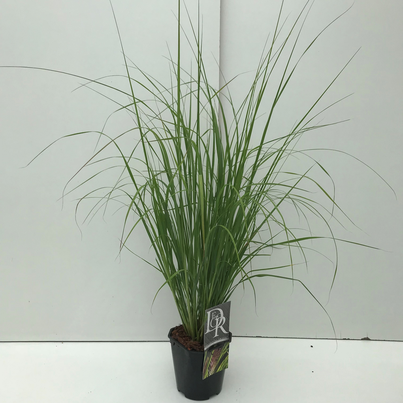 Planta naturala H30cm Pennisetum 'Viridescens' PS17/ in pamant