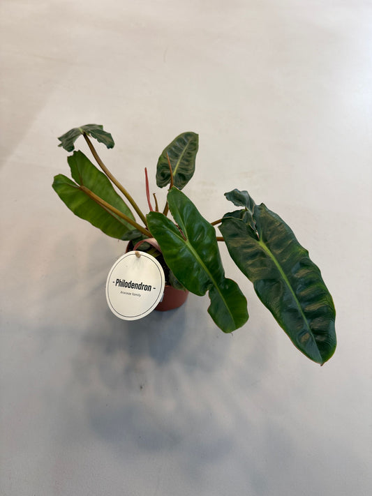 Planta naturala H30cm Philodendron 'Billietiae' 2pp PS12/10cm in pamant