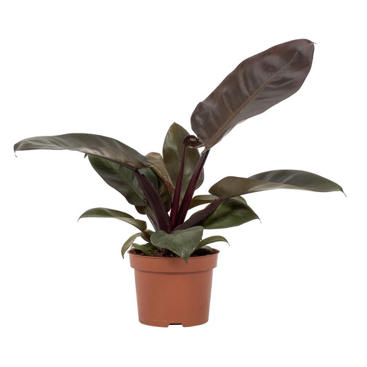 Planta naturala H30cm Philodendron 'Black Cardinal' PS12/10cm in pamant