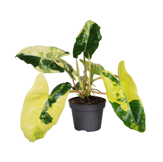Planta naturala H30cm Philodendron Burle Marx Variegated PS12/ in pamant
