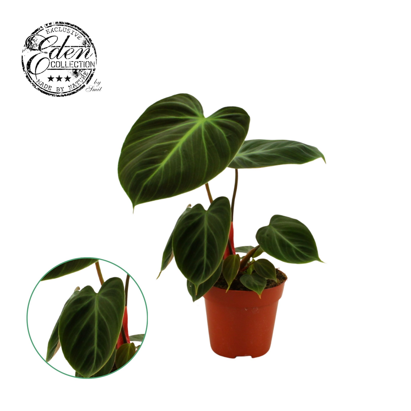 Planta naturala H30cm Philodendron Choco Red PS12/ in pamant