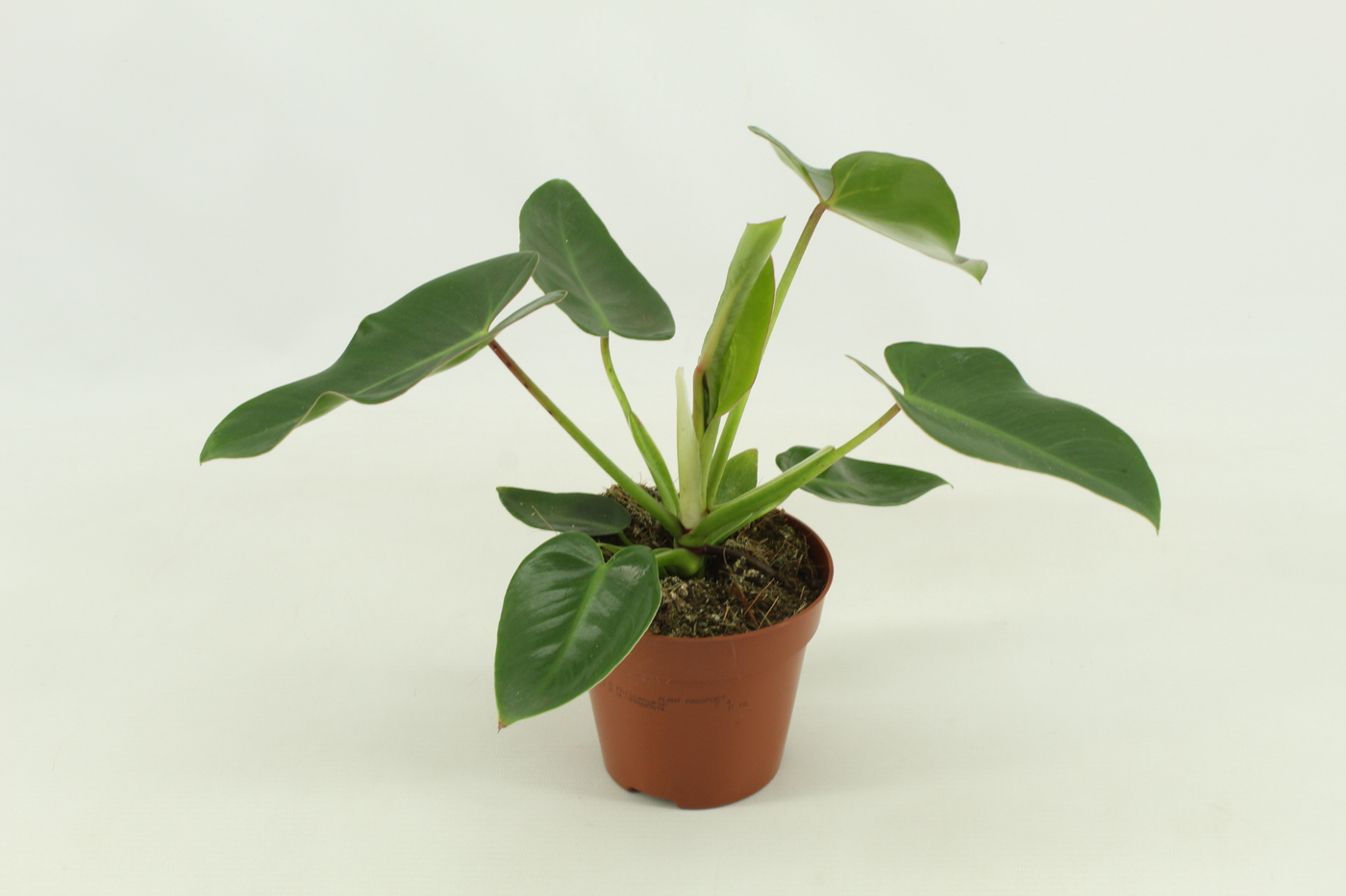 Planta naturala H30cm Philodendron Corovadensis PS12/ in pamant