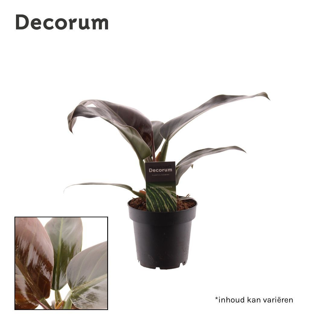 Planta naturala H30cm Philodendron 'Imperial Red' PS12/ in pamant