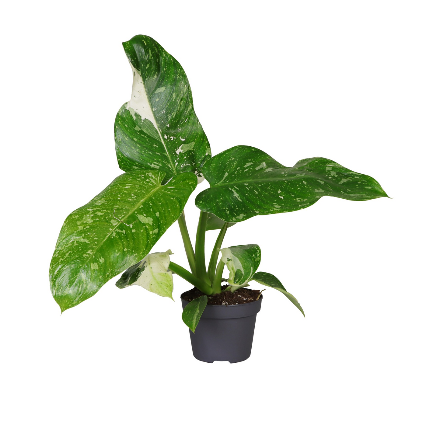 Planta naturala H30cm Philodendron Jose Buono PS12/ in pamant