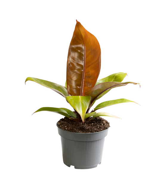Planta naturala H30cm Philodendron Orange PS12/ in pamant