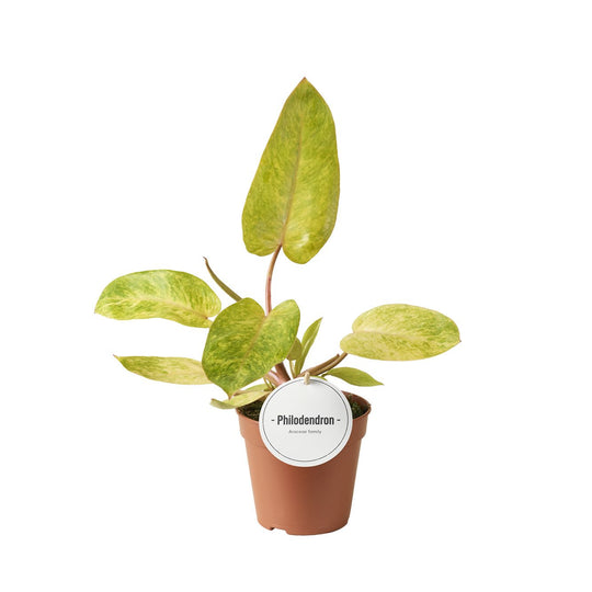 Planta naturala H30cm Philodendron 'Painted Lady' PS12/10cm in pamant