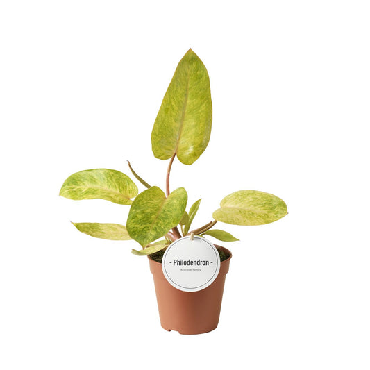 Planta naturala H30cm Philodendron 'Painted Lady' PS12/10cm in pamant