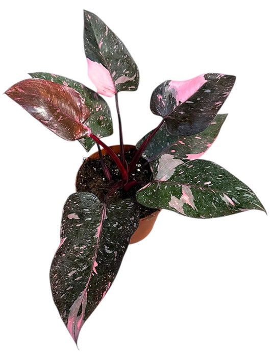 Planta naturala H30cm Philodendron 'Pink Princess Marble' PS14/11cm in pamant