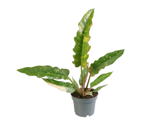 Planta naturala H30cm Philodendron Ring of Fire PS12/ in pamant