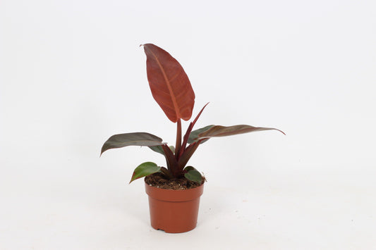 Planta naturala H30cm Philodendron 'Sun Red' PS12/10cm in pamant