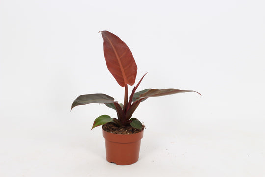 Planta naturala H30cm Philodendron 'Sun Red' PS12/10cm in pamant