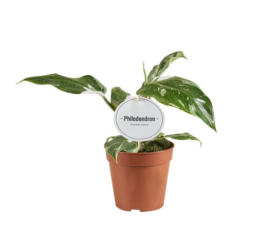Planta naturala H30cm Philodendron 'White Princess' PS12/10cm in pamant