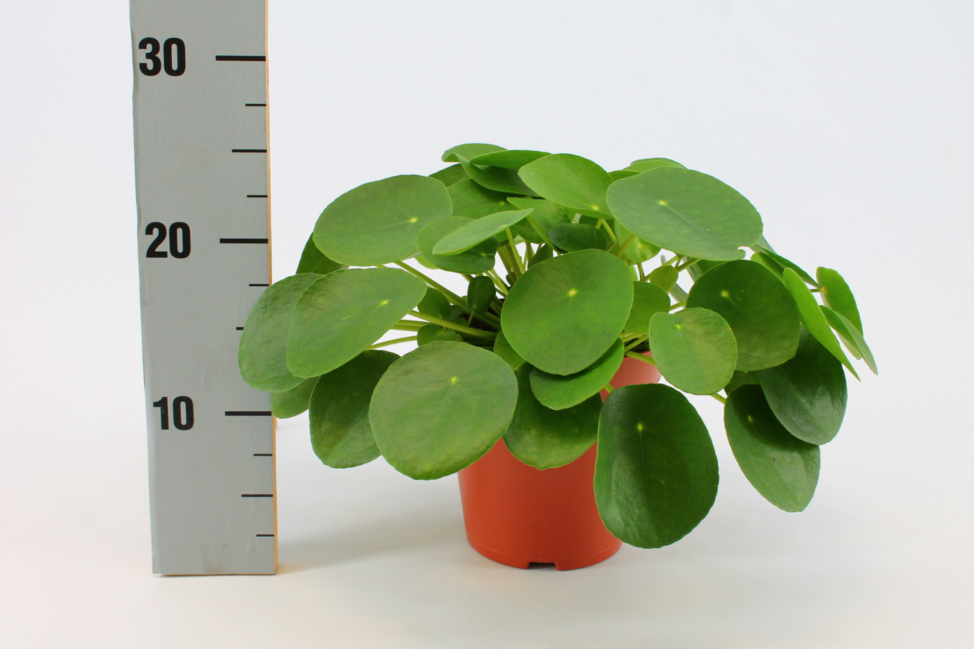 Planta naturala H30cm Pilea Peperomioides PS15/ in pamant