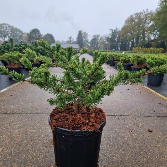 Planta naturala H30cm Pinus banksiana Velda PS26/ in pamant