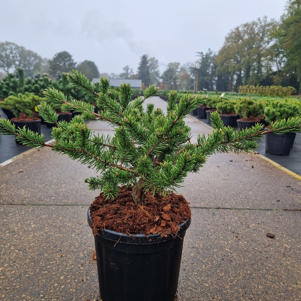Planta naturala H30cm Pinus banksiana Velda PS26/ in pamant