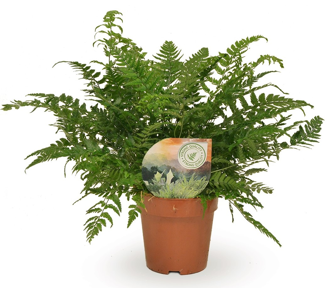 Planta naturala H30cm Polystichum tsussimense PS12/ in pamant