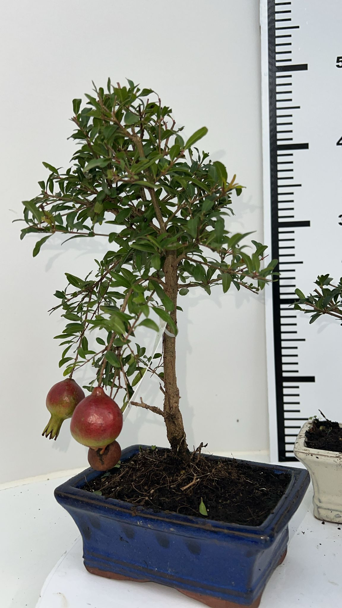 Planta naturala H30cm Punica granatum PS15/ in pamant