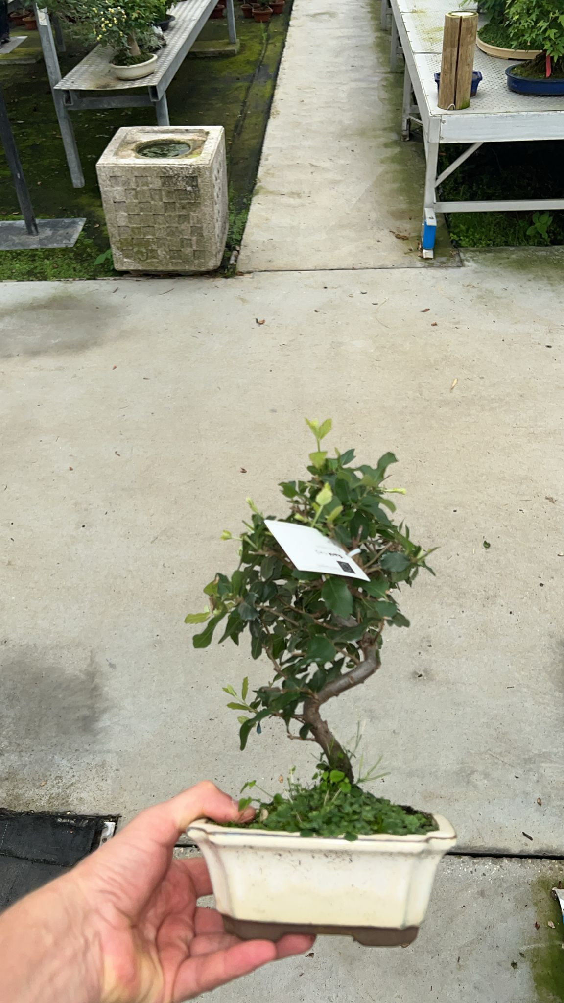 Planta naturala H30cm Quercus suber PS16/ in pamant