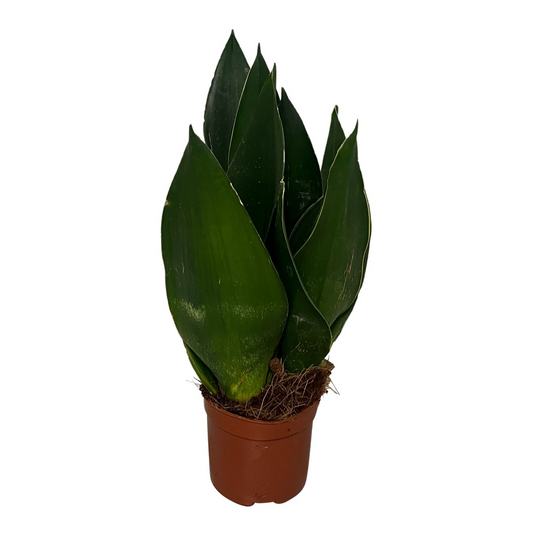 Planta naturala H30cm Sansevieria Black Diamond PS9/ in pamant