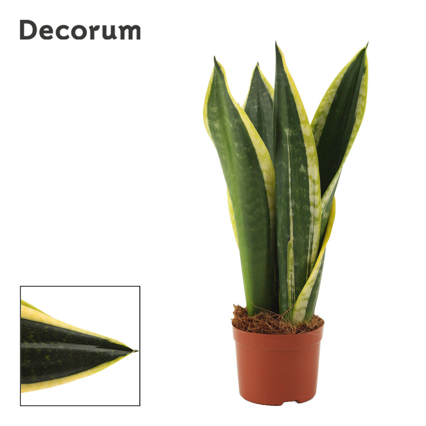 Planta naturala H30cm Sansevieria Night Shade PS9/ in pamant