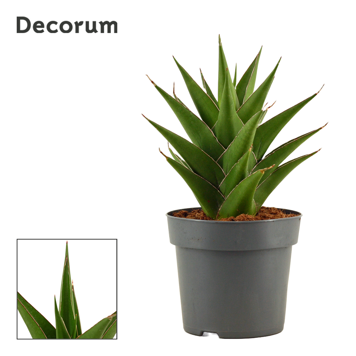 Planta naturala H30cm Sansevieria Temple crown PS14/ in pamant