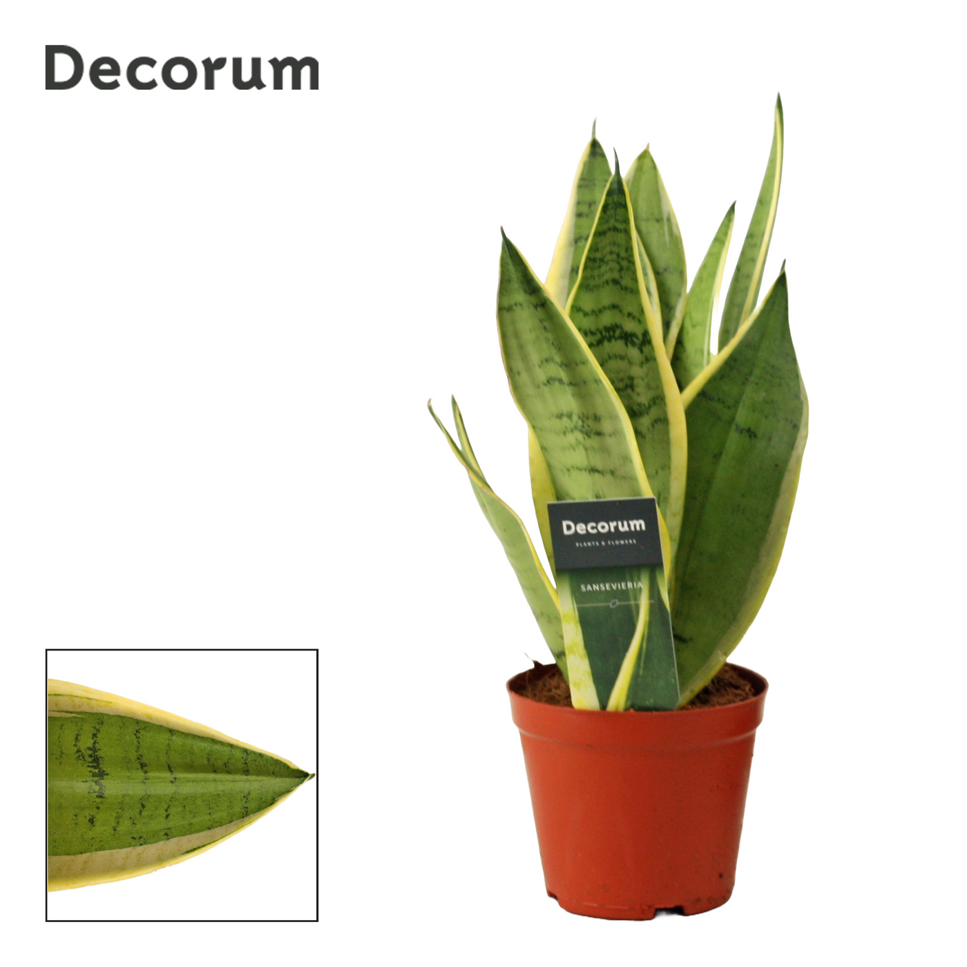 Planta naturala H30cm Sansevieria White Snow PS12/ in pamant