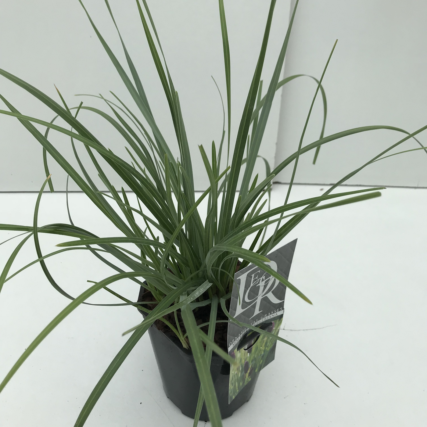 Planta naturala H30cm Sesleria caerulea 'Heufleriana' PS17/ in pamant