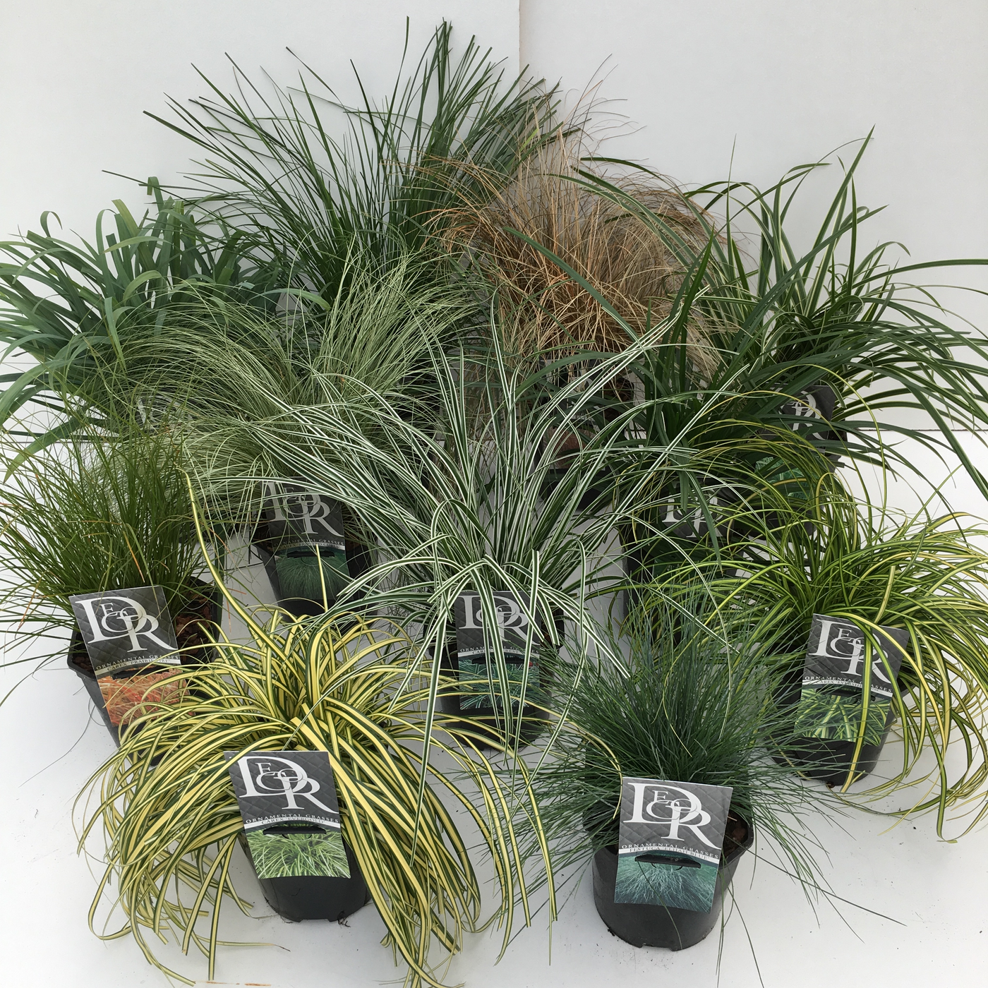 Planta naturala H30cm Siergras mix PS17/ in pamant