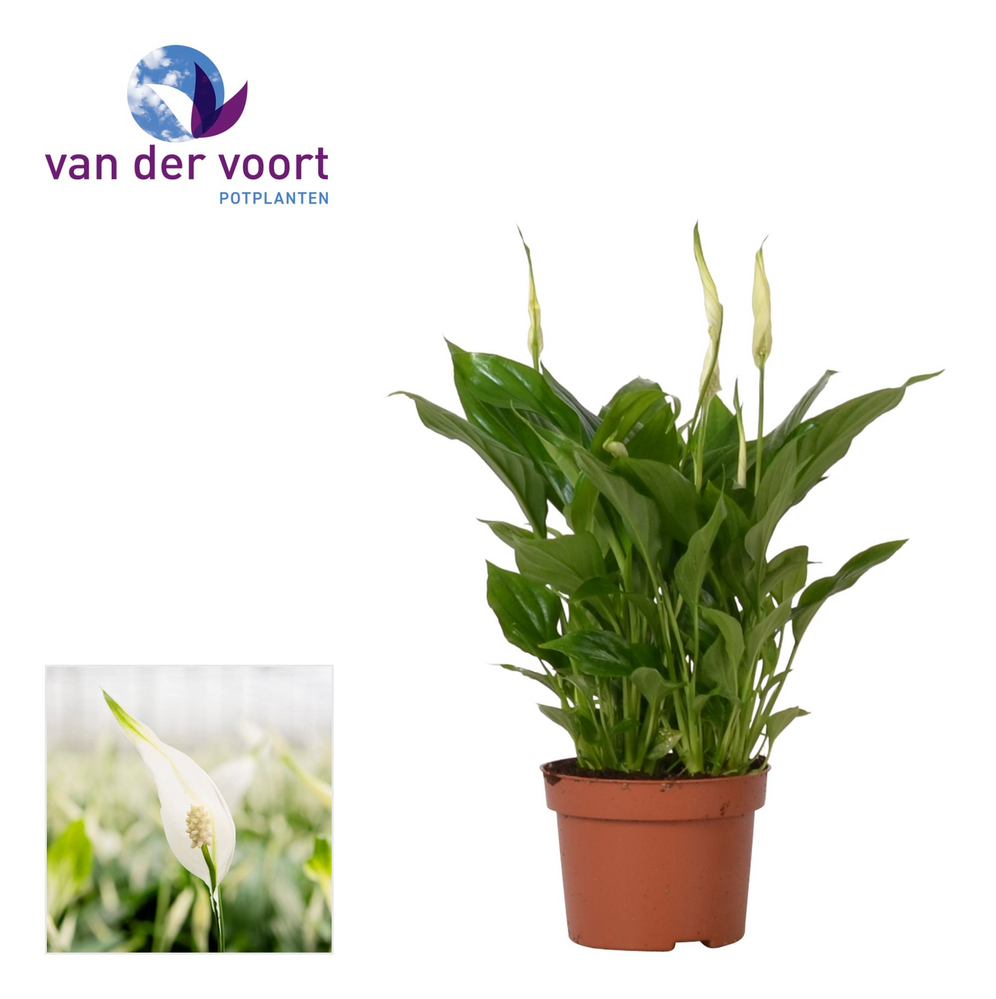 Planta naturala H30cm Spathiphyllum 'Chopin' PS10/ in pamant