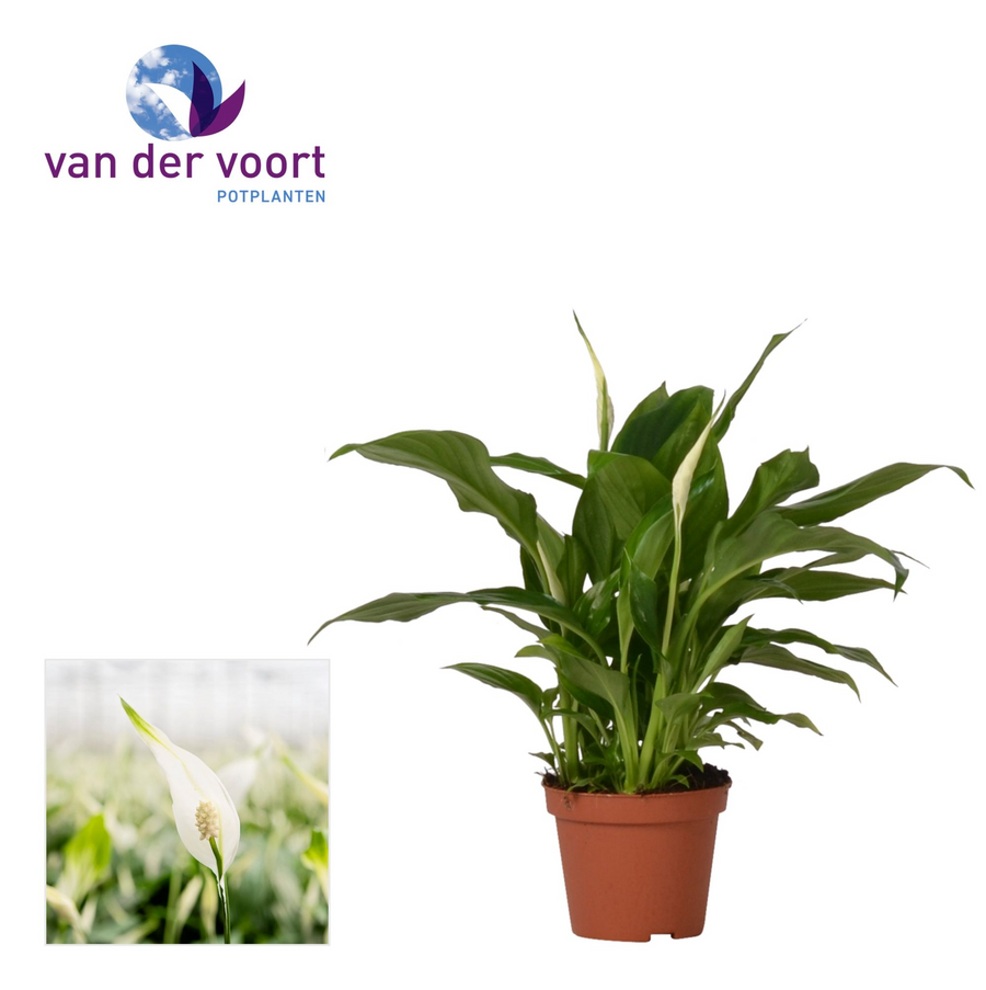 Planta naturala H30cm Spathiphyllum &