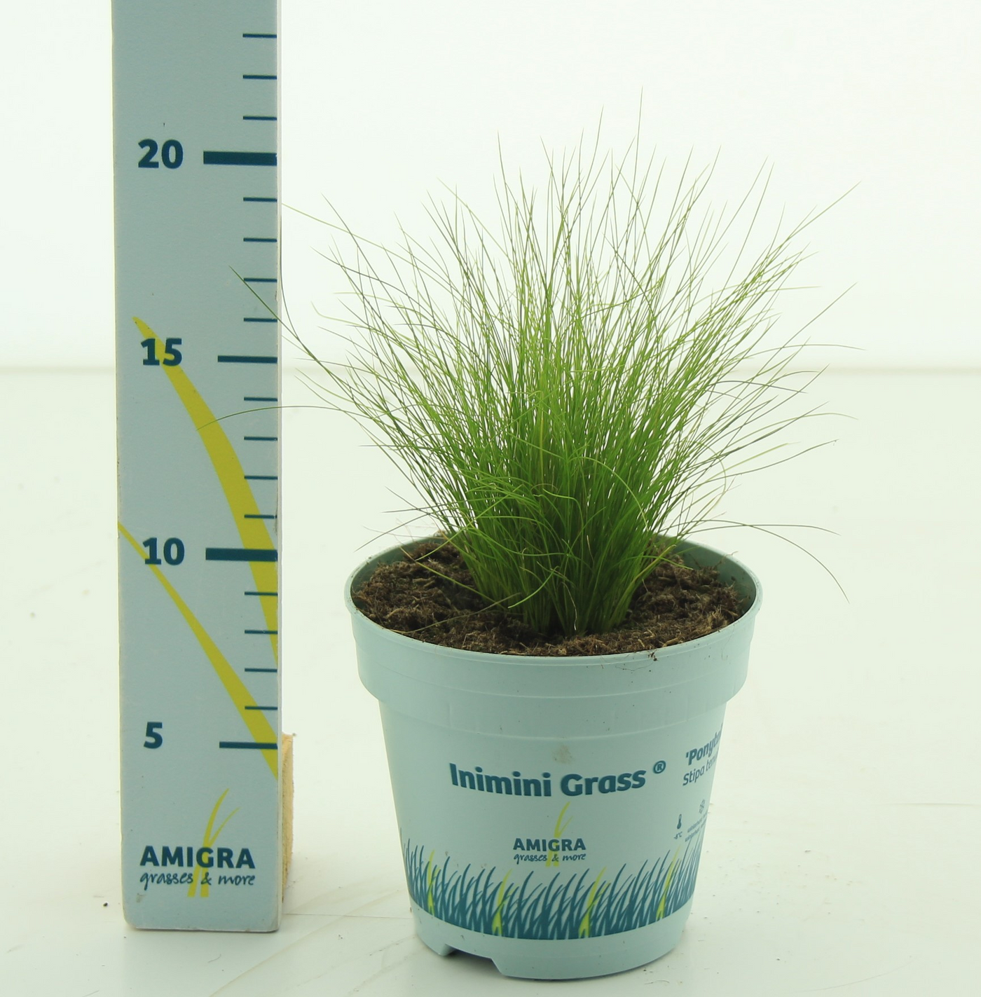 Planta naturala H30cm Stipa tenuissima 'Ponytails' PS10/ in pamant